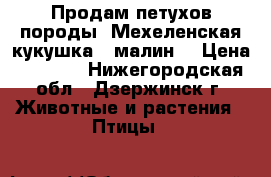 Продам петухов породы “Мехеленская кукушка“ (малин) › Цена ­ 2 500 - Нижегородская обл., Дзержинск г. Животные и растения » Птицы   